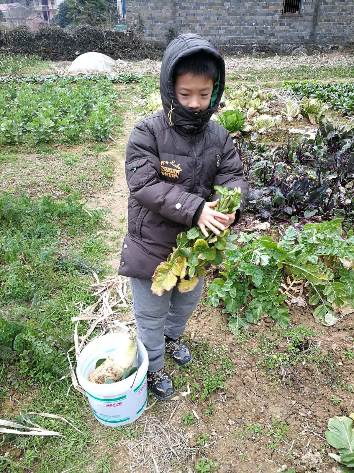 兔八哥吃萝卜_经典兔八哥吃萝卜益智类游戏_萝卜吃兔子