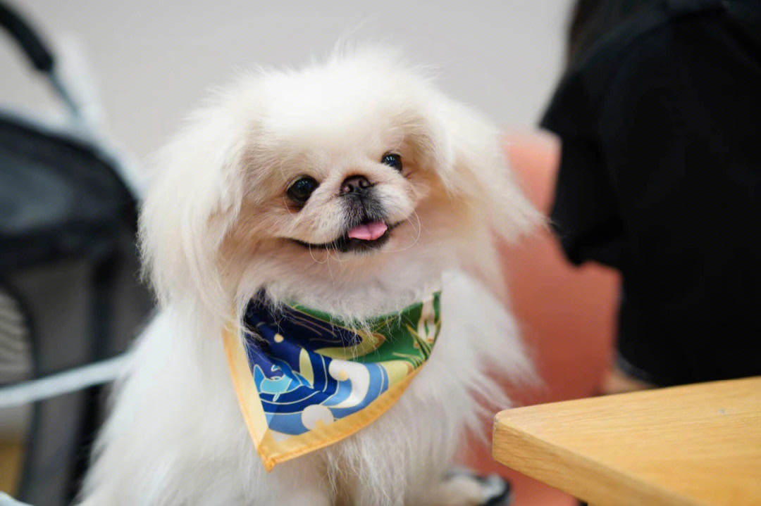 狗小型犬有哪些品种及图片_小型犬图鉴大全_小型犬图片