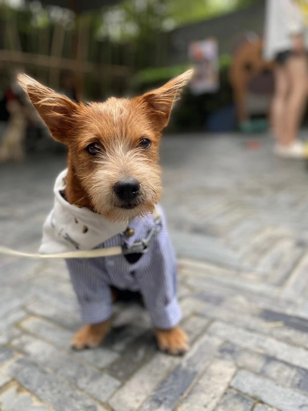 小型犬图片_狗小型犬有哪些品种及图片_小型犬图鉴大全