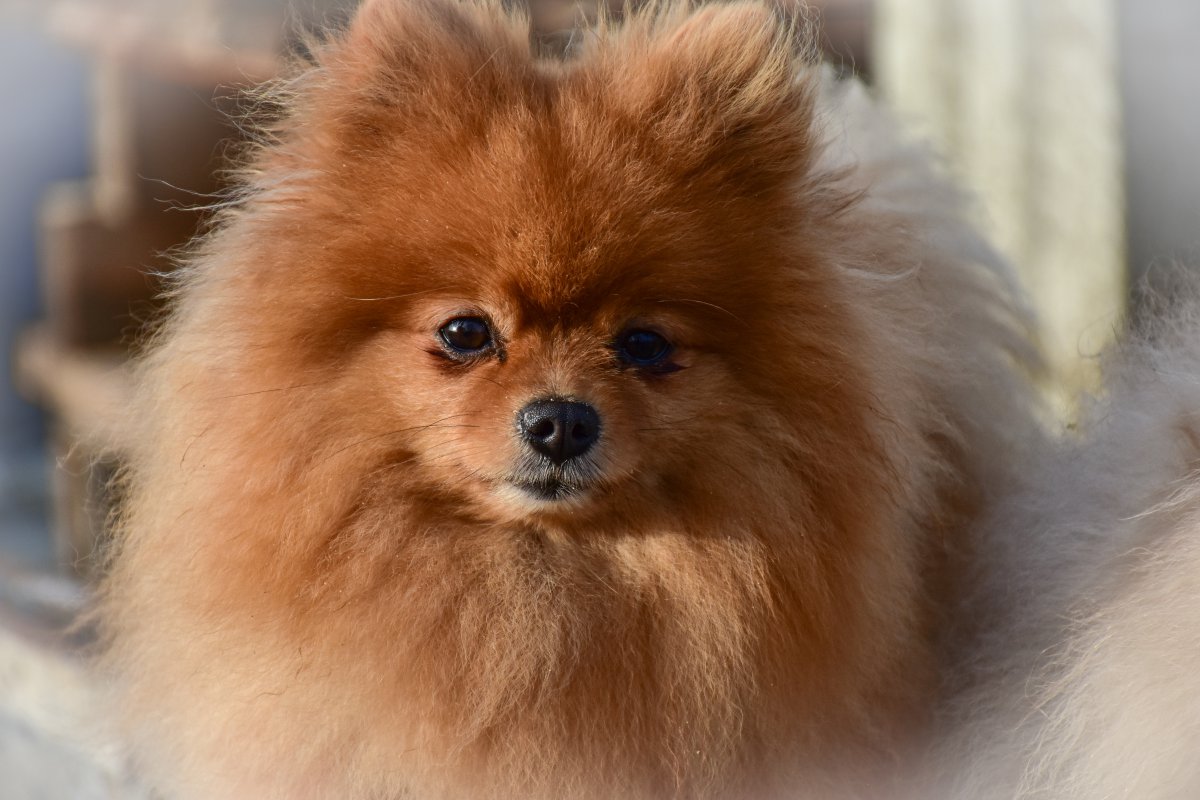 小型犬图鉴大全_小型犬图片_狗小型犬有哪些品种及图片