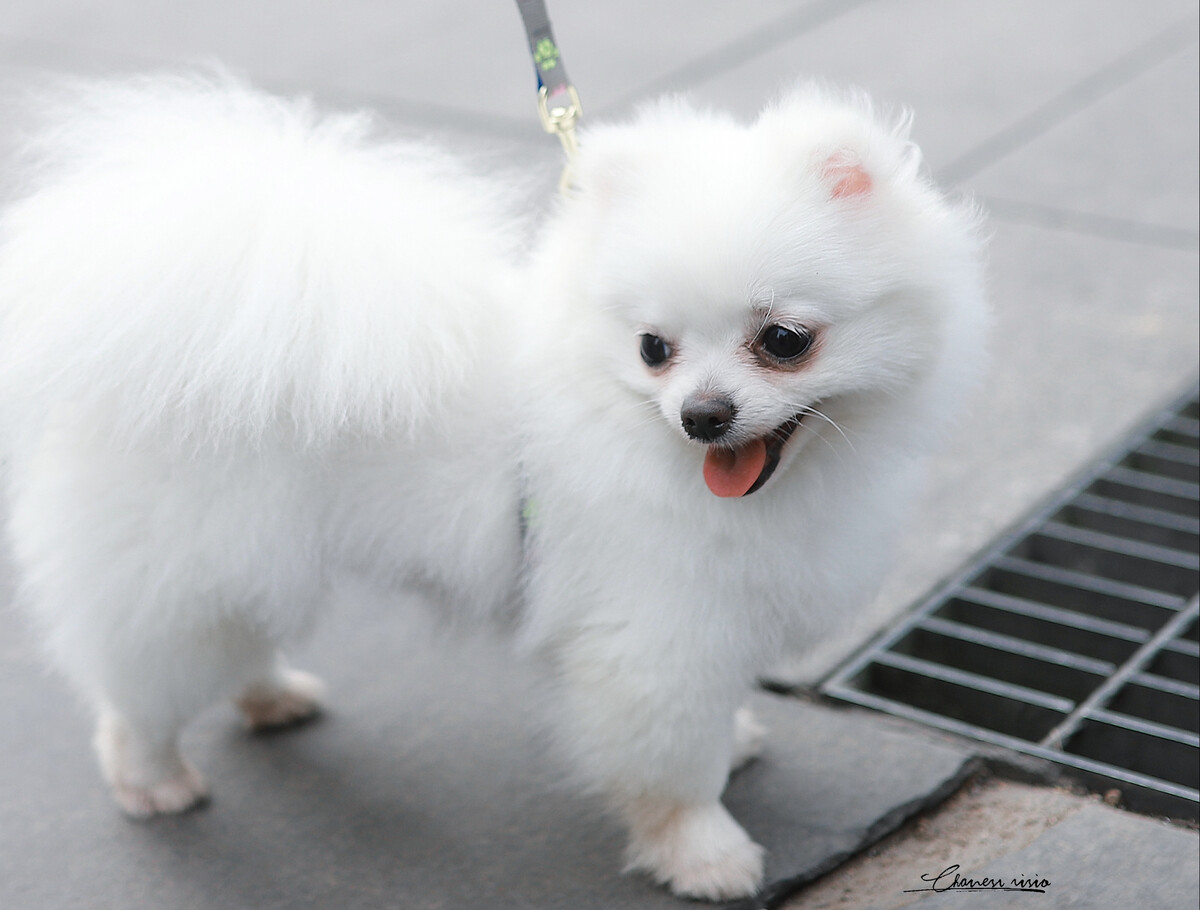 小型犬图鉴大全_狗小型犬有哪些品种及图片_小型犬图片