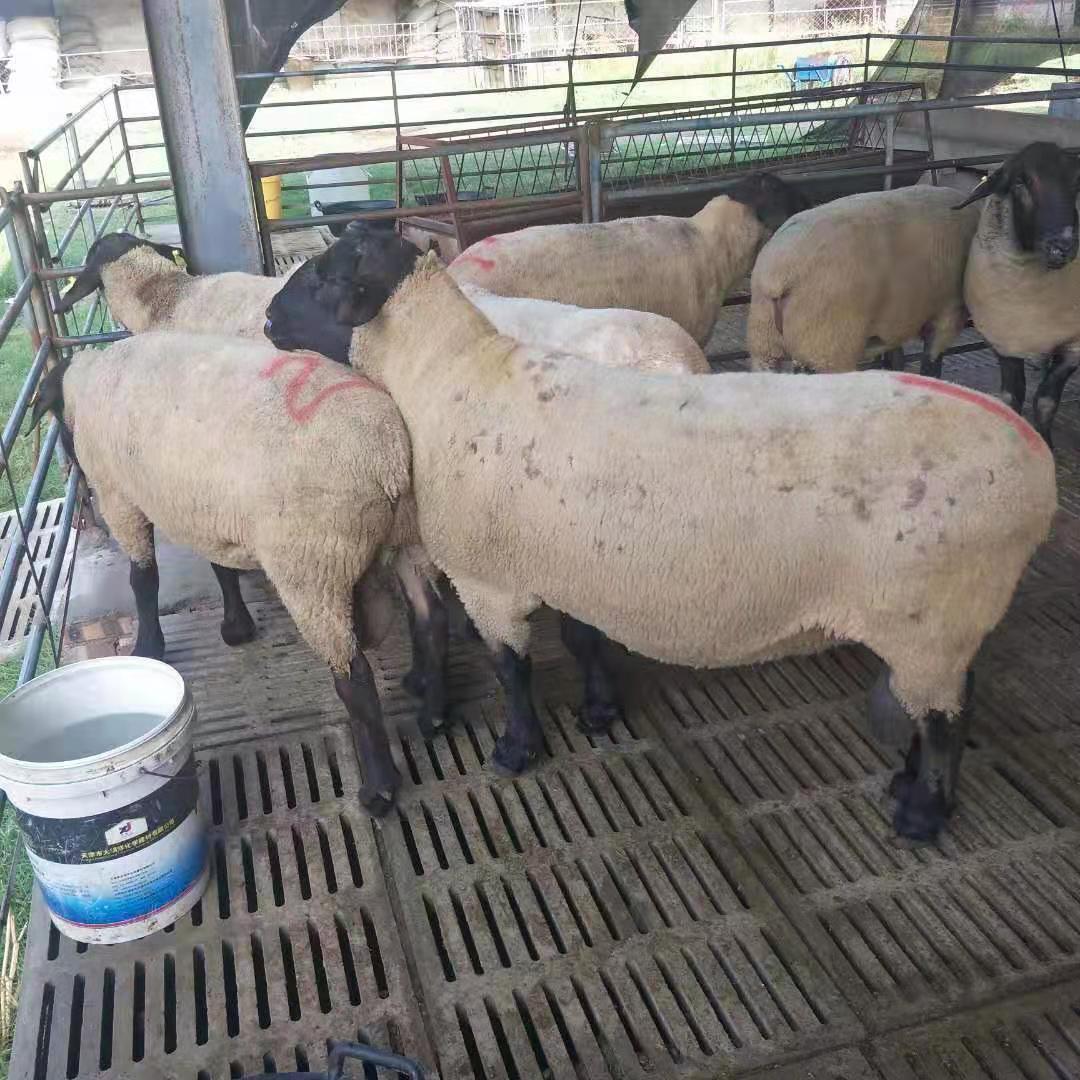 口袋妖怪黑白2咩利羊性格_咩利羊_漆黑的魅影咩利羊在哪