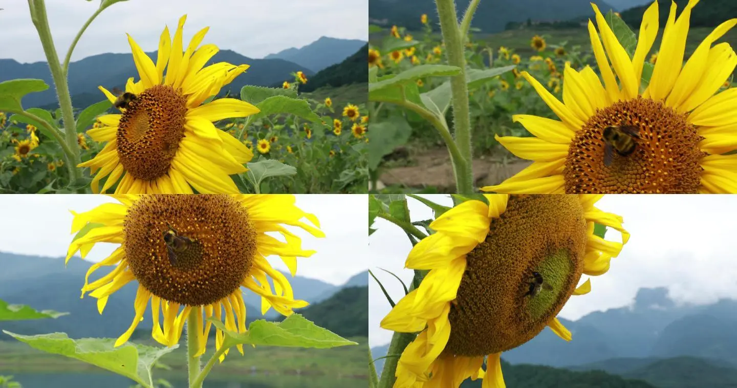 丝网花向日葵视频_向日葵女孩何平视频_性福宝向日葵视频