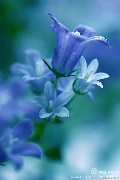 客花园_客花间_花客