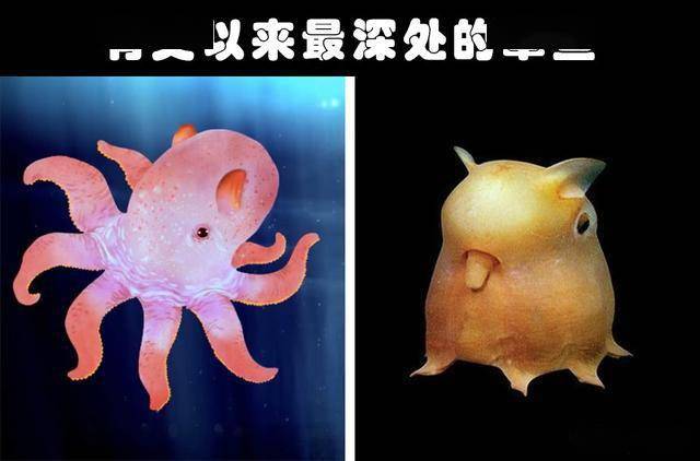 章鱼人_印尼章鱼人真相_菲律宾章鱼人