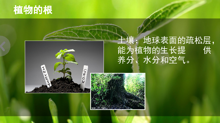 方根_根管治疗_根组词