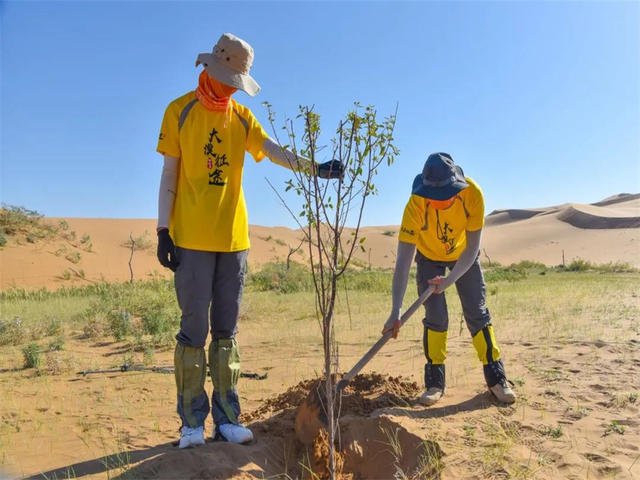 沙漠种树大骗局_用手机在沙漠种树的游戏_沙漠种树有什么用