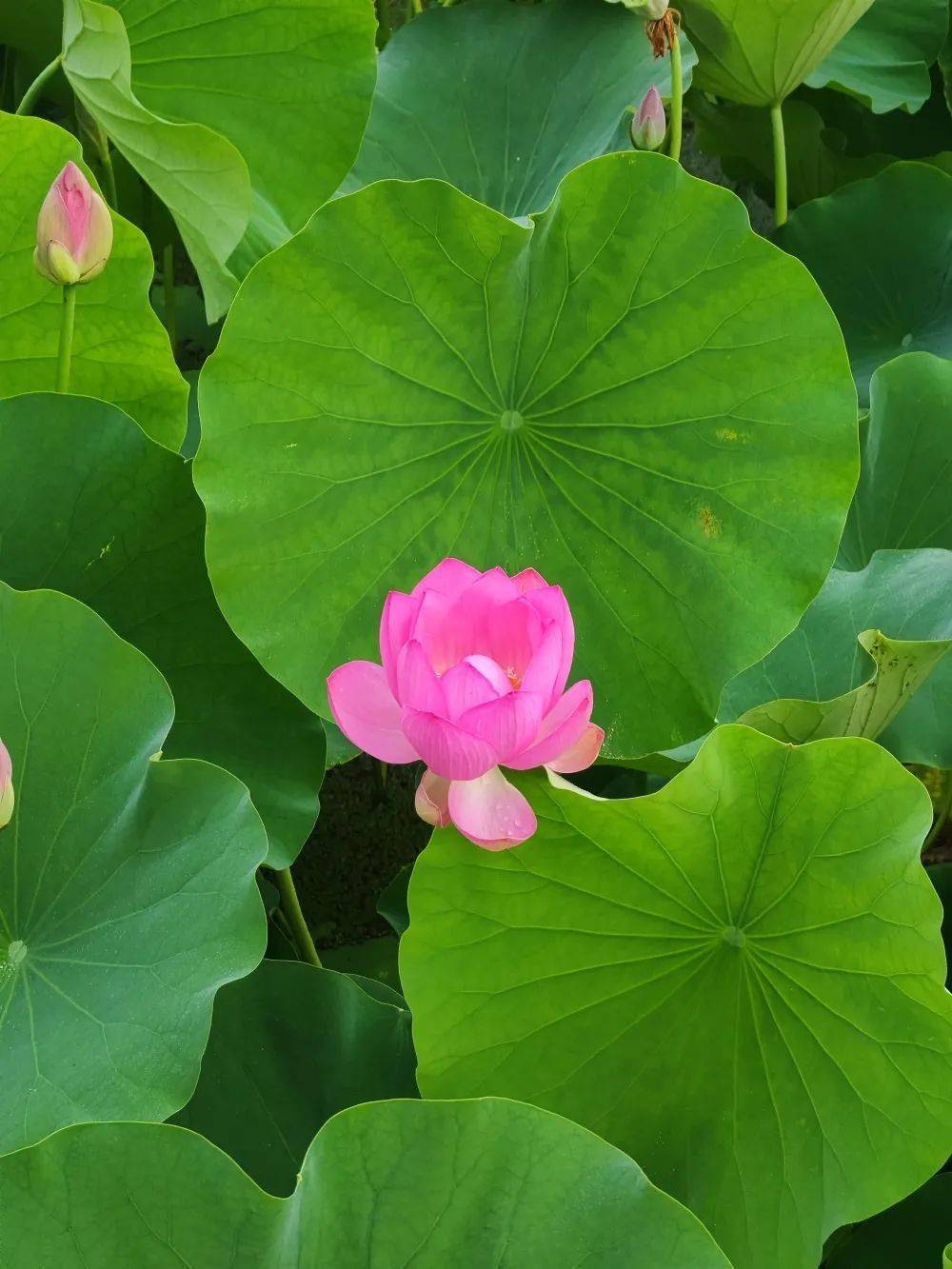 老外玩游戏_国外玩手游的人多吗_外国人在手机上玩游戏