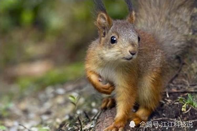 今年什么年属什么生肖-鼠年：聪明机灵、理财有道，生肖之首的独特魅力与运势