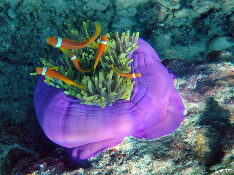 好玩的手机养鱼游戏大全_养鱼游戏大全手机游戏_养鱼的手机游戏
