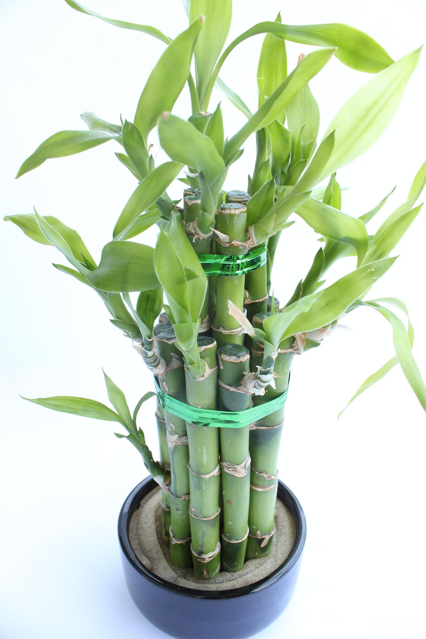 填字游戏app_填字手机游戏有哪些_填字手机游戏