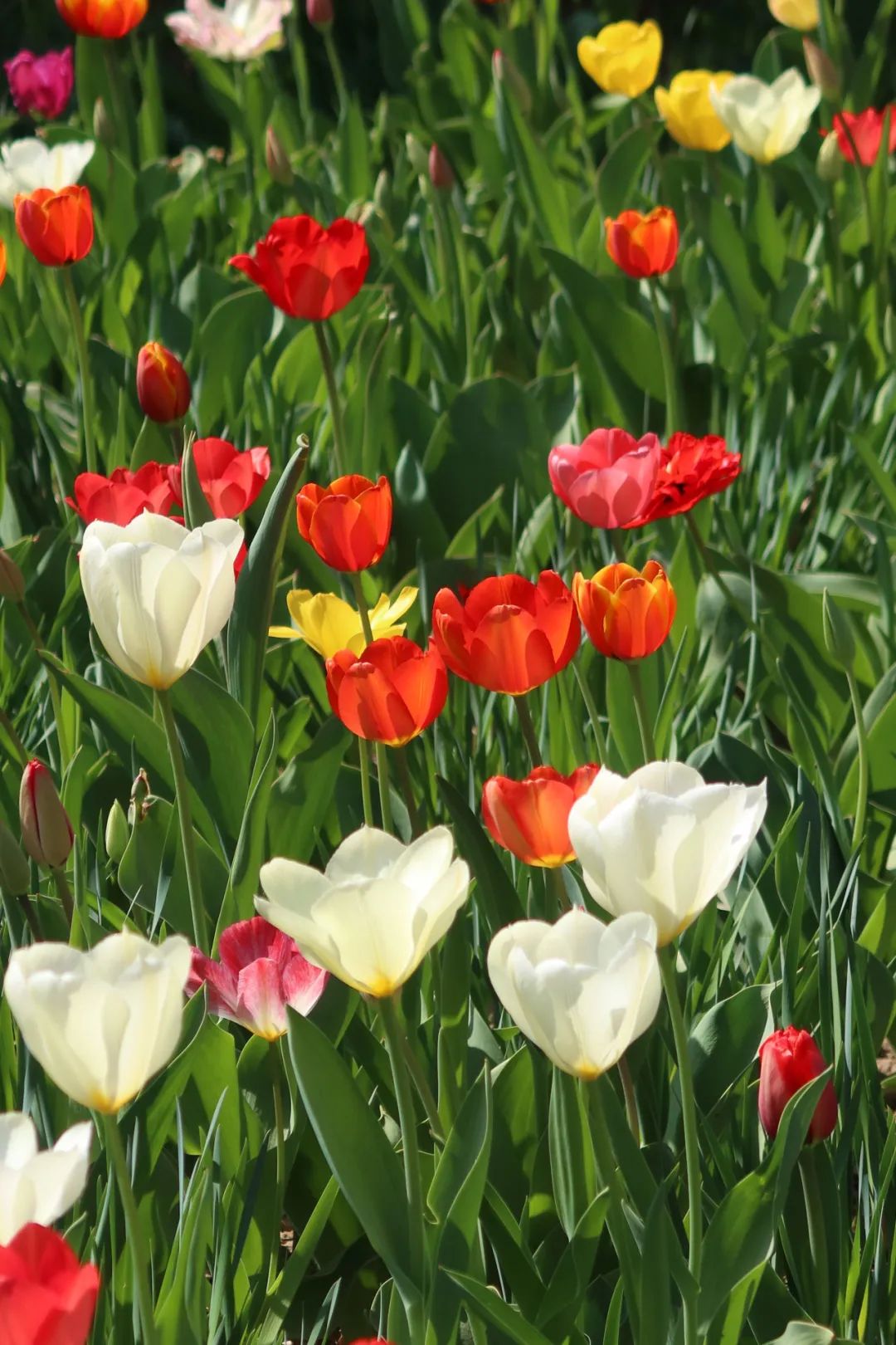 填字手机游戏_填字游戏app_填字手机游戏有哪些