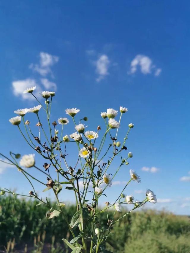 山田花太郎_山田太郎物语百度百科_山田花太郎是男是女