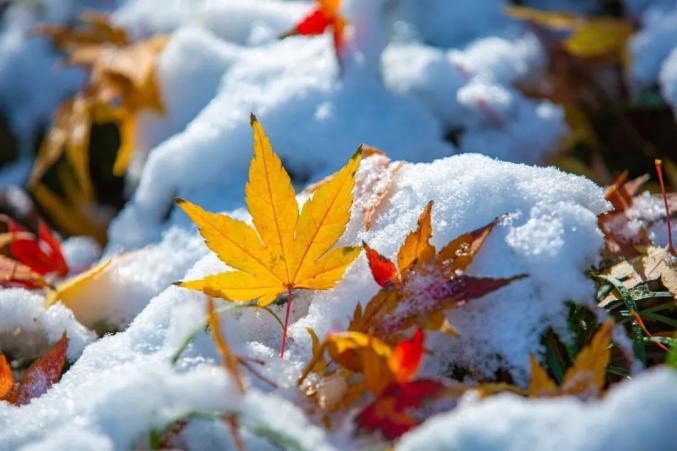 雪乃发型_雪乃_高乃美琴樱咲雪乃