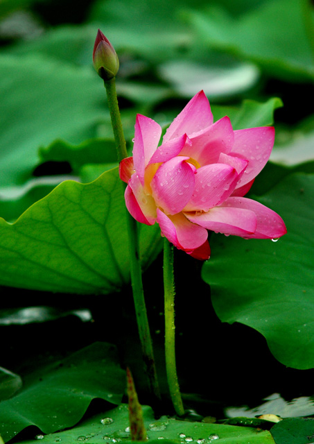 夏彦cv_夏彦cv是谁_夏彦图片