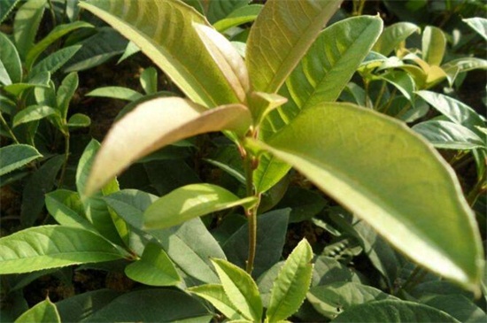 蟑螂妹是什么_手机蟑螂美女游戏_蟑螂女生