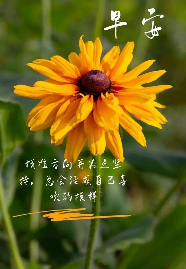 健屋花那_美健源商城花优茶多少钱_屋健花那