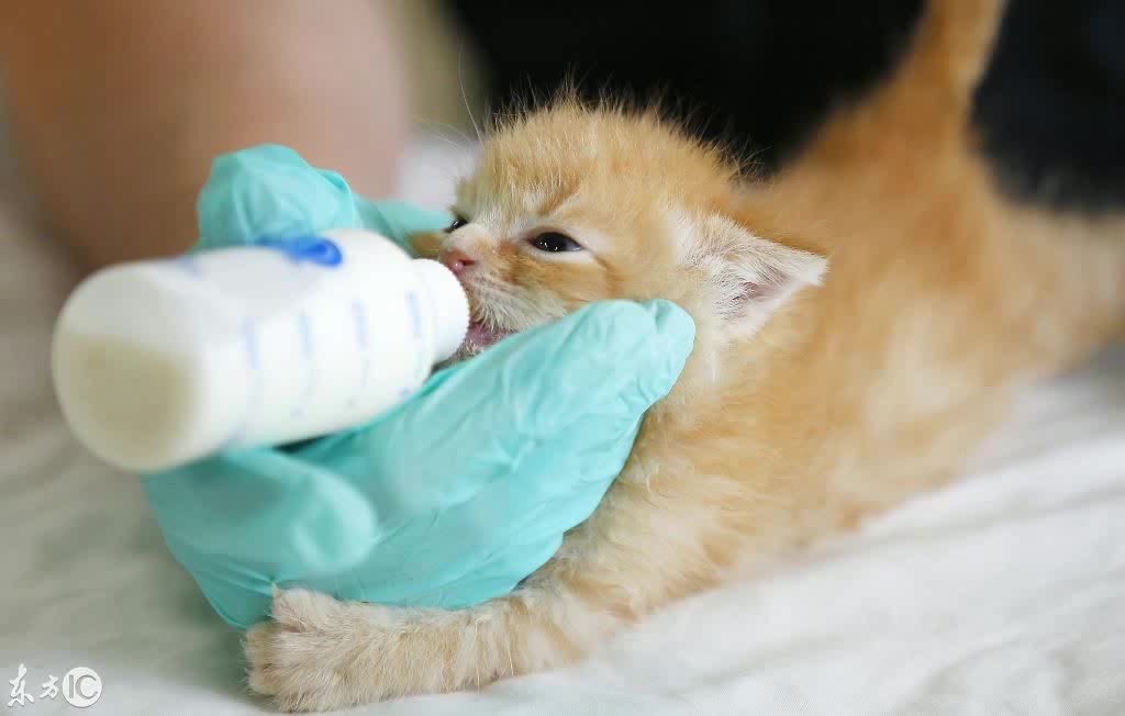 猫眼精灵摄像头_喵眼精灵摄像头怎么不转动_喵眼精灵摄像头