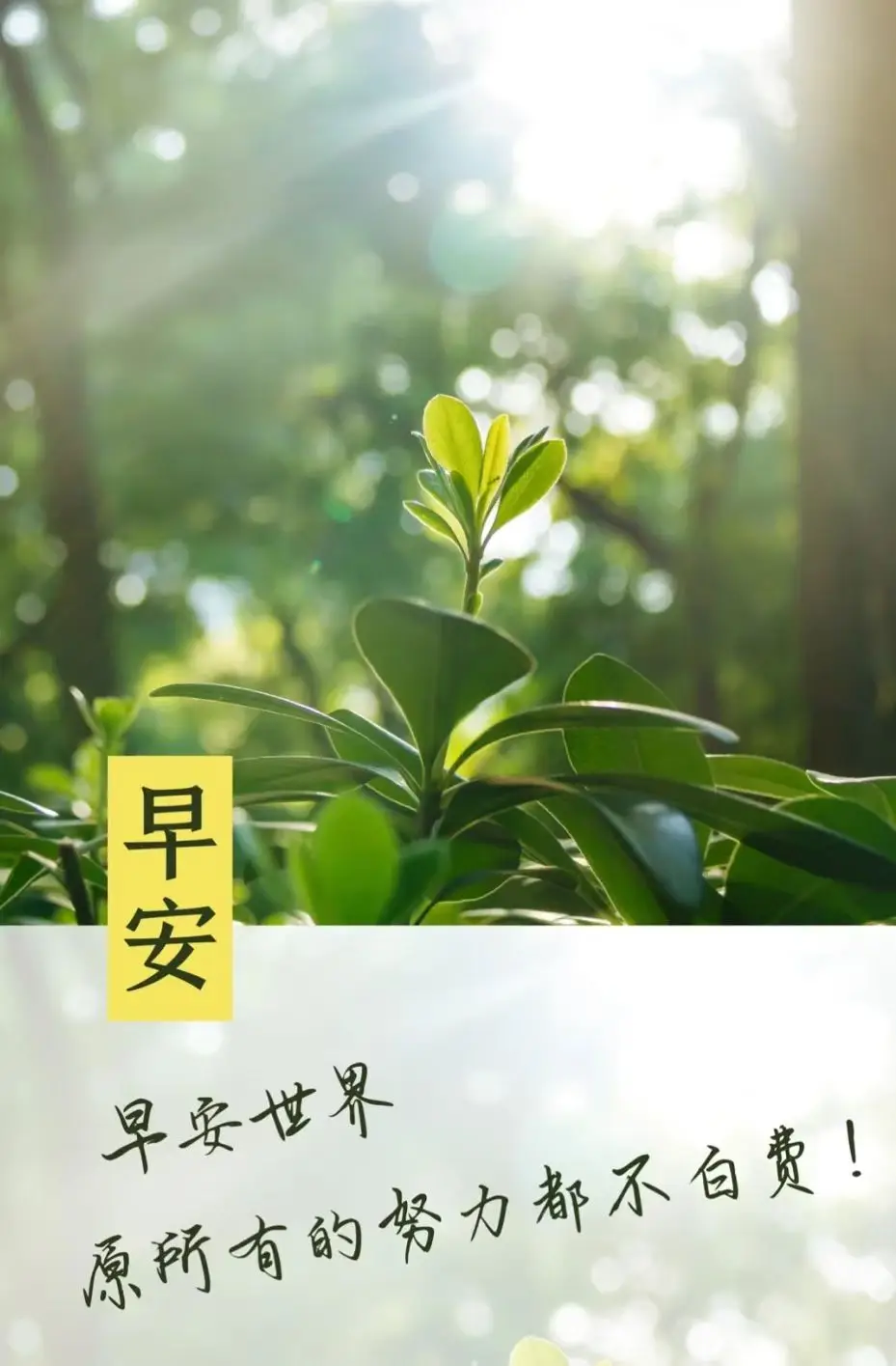 光明目丝_前田阳菜黑人白目播放_目白光明