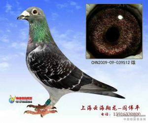 爱鸽者app下载_爱鸽者智能科技鸽舍_爱鸽者鸽具