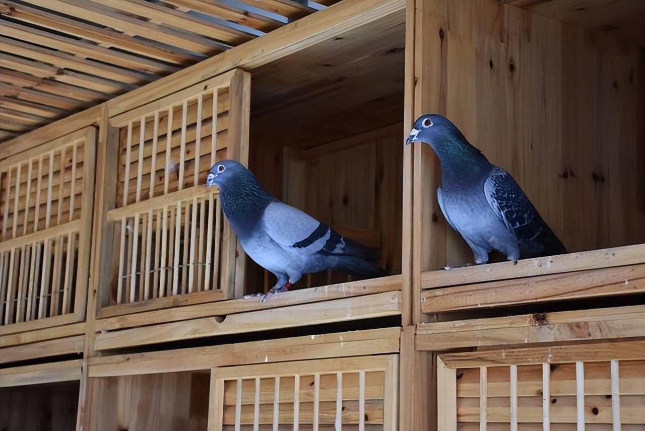 爱鸽者智能科技鸽舍_爱鸽者app下载_爱鸽者鸽具